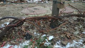 Дорнит, укрытия на зиму винограда