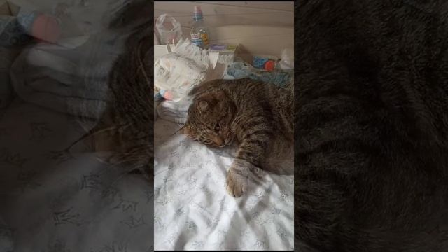 Васек невозмутим #shorts смотреть онлайн