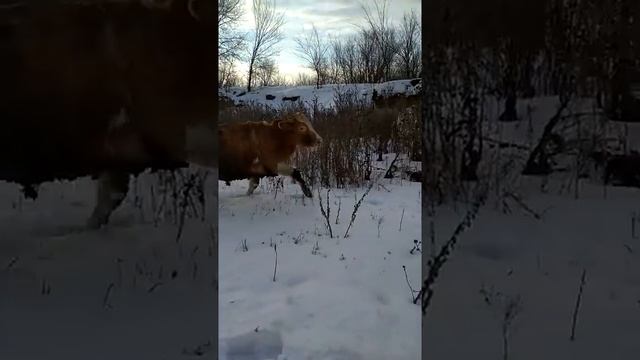 Откорм бычков 2017 27 декабря смотреть онлайн