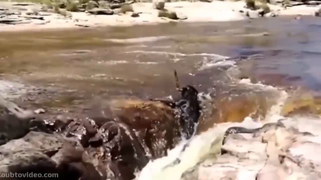 1 Животные CUBE. Cube animals смотреть онлайн