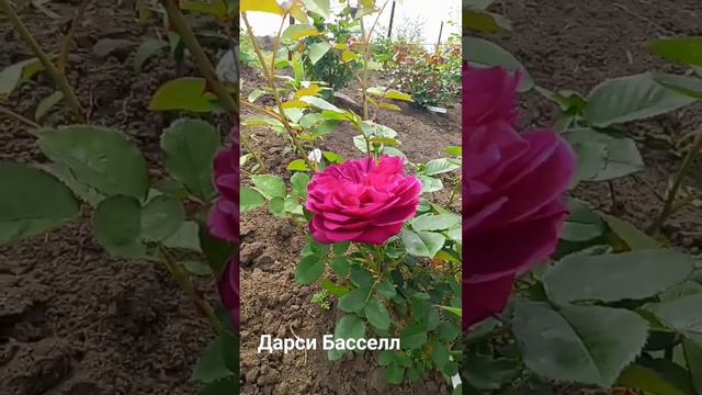 Роза Дарси Бассел первый цветочек 🌹🌹🌹