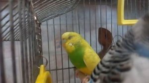 Попугайчик тяжело дышит