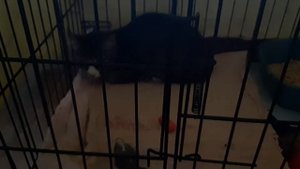 Как приручить дикого котенка. Фунтик 2.0 часть 1