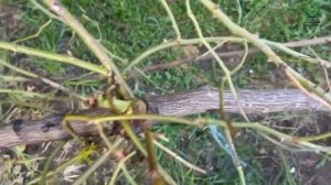 Уникальный рецепт реанимации роз после неудачной зимовки. Питомник  растений Е. Иващенко