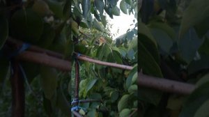 г. Каменское Днепродзержинск Днепропетровская область Украина 27.08.2023г.