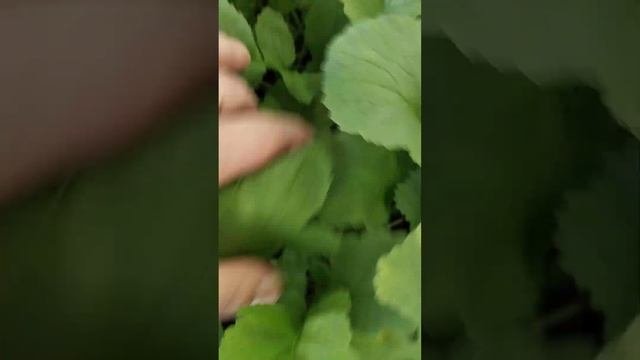 Редис созрел :)