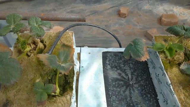 Теплица в Смоленской области+гидропонная система. (клубника на гидропонике) смотреть онлайн