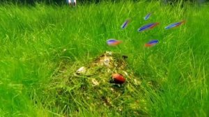 Элеохарис мини.(Eleocharis sp.mini)