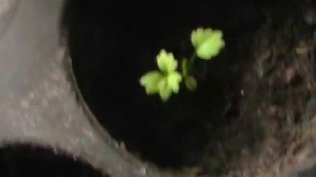 Земляника из семян. Обзор рассады в  1,5 месяца.