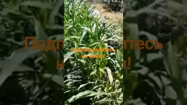 Какие сидераты посеять после уборки картофеля? ? Кукуруза как сидерат!