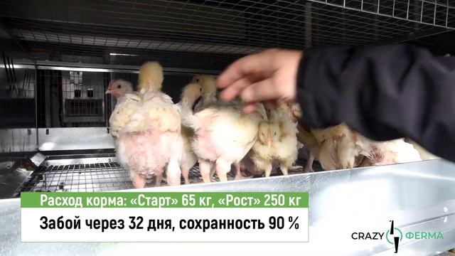 Проект "Любимая ферма"! Новая технология выращивания бройлерных цыплят за 32 дня!