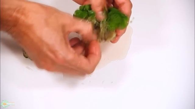Неприхотливые и крутые аквариумный растения для начинающих и медленных травников