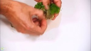 Неприхотливые и крутые аквариумный растения для начинающих и медленных травников