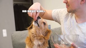 РЕАКЦИЯ СОБАКИ НА НЕВИДИМУЮ ЕДУ - INVISIBLE FOOD CHALLENGE