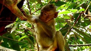 Extremally Sad!Poor Astra monkey crying loudly lost mom and troop, Astra monkey cry so long call mo