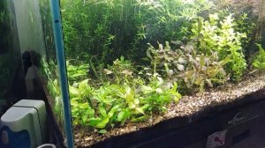 Тримминг аквариумных растений. Как правильно подстричь аквариумные растения.