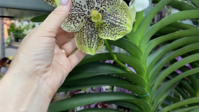 ? ПРОДАЖА ОРХИДЕЙ 26.07.23 Продажа редких орхидей. Ванды, Биг Липы, Орхидеи-БАБОЧКИ. Купить орхидею смотреть онлайн