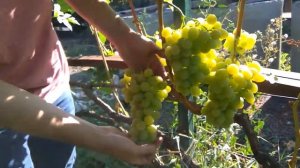 @Виноград ОЗОН селекции Павловского Е Г  Отзыв винограде 2020