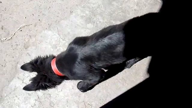 Как правильно дать собаке кушать? смотреть онлайн