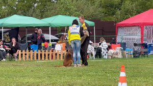 ПП 184 АЛИША из Фортуна Мерди / Моно немецких овчарок ПК БРОННИЦЫ 10.08.2024