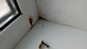 Плесень и водопад! Почему я  больше не буду ставить жалюзи на пластиковые окна