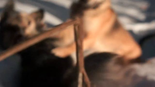 собаки бегают по дендропарку и роются в снегу смотреть онлайн