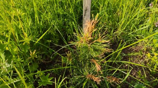 Очередная пакость на даче... Потравили саженцы кедра сибирского.