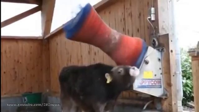 Телячьи нежности смотреть онлайн