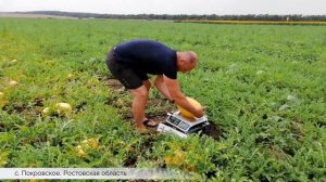 Желтый арбуз Боккадор F1 River Seeds.