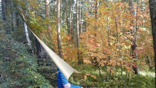 Релакс Я сегодня в золоте купалась Эко стихо терапия. Стихи про осень. Читает автор Светлана Авдеев