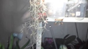 Тилландсия уснеевидная на коряжке????