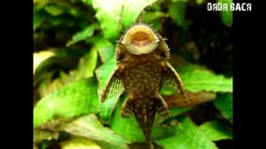 Аквариумная рыбка Анциструс содержание и разведение! Неприхотливая аквариумная рыбка Анциструс.