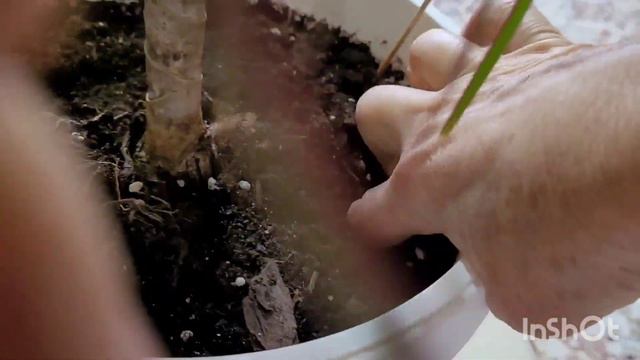 Драценаны жасартамыз және оның түрлері.#гүл #үйгүлдері #драцена смотреть онлайн