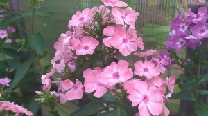 #303 флокс Лаура    #флоксы #сад #дача #огород