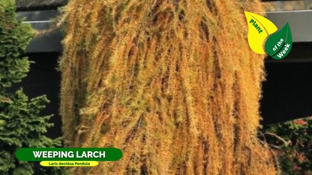Weeping Larch | Larix decidua Pendula смотреть онлайн