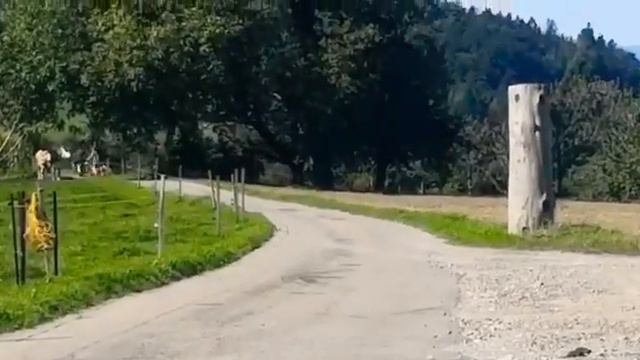 Puch Maxi N VS Sachs 503 Express смотреть онлайн