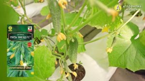 САМЫЙ УРОЖАЙНЫЙ огурец ПЯТЬ ЗВЕЗД F1