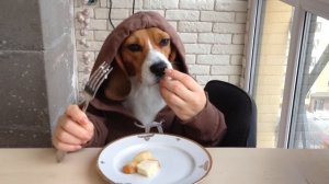 Моя Собака Ест Вилкой (Бигль) My Dog Eats with Fork