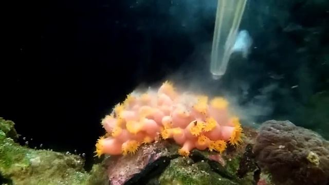 Sun Coral Eating at Reef Geeks of Chicago! смотреть онлайн