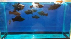 Моллинезия Велифера Черная