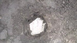 Посадка фруктовых деревьев на приусадебном участке Груша Вильямс, Груша Виктория, Груша Стрийская