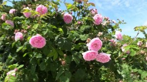 РАСПУСТИЛАСЬ В САДУ РОЗА ЧАЙНАЯ (Tea Rose)