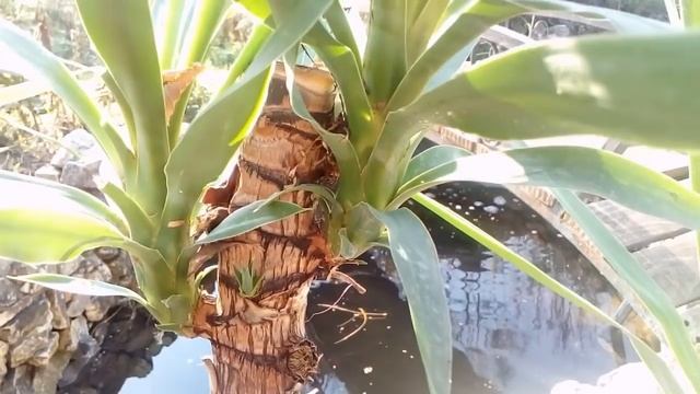 How to grow Yucca plants from cuttings смотреть онлайн