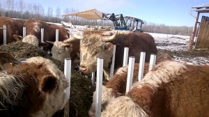Новая кормушка в КФХ "Герефорд"