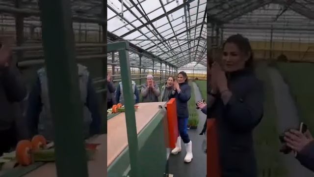 Тюльпаны оптом. Сбор с помощью конвейера #выгонкатюльпанов #веревкинхутор
