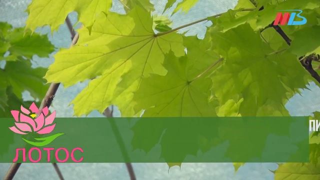 Питомник растений "Лотос": серия 1