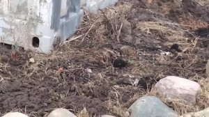 Горностай или ласка?