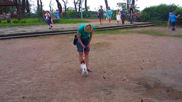 Джек рассел терьер дрессировка