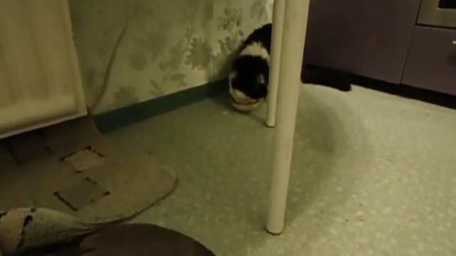 Ворона Клара vs Кошка [#2] смотреть онлайн