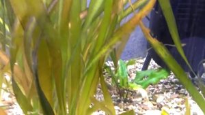 Цихлазома Элиота